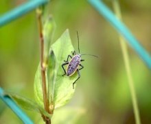 picture of a stink bug found in malaysia