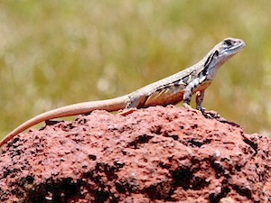 image of a butterfly lizard in malaysia