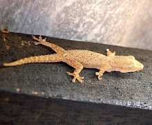picture of common house gecko in malaysia