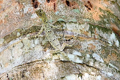 picture of a flying lizard on a tree
