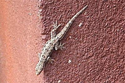 picture of gecko found in forest of Malaysia