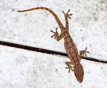 picture of a gecko lizard