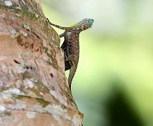 picture of a gliding or flying lizard in malaysia