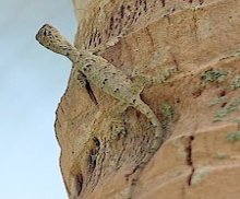 photo of a gliding or flying lizard in malaysia