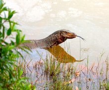 picture of a Malaysian monitor lizard swimming in water