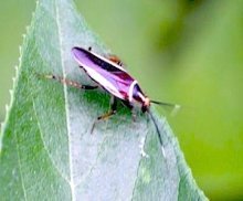 forest cockroach in malaysia