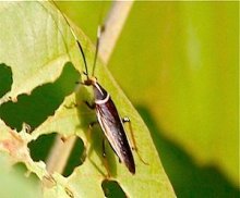 picture of black forest cockroach in malaysia