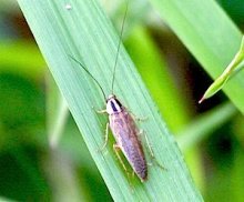 picture of native forest cockroach in malaysia