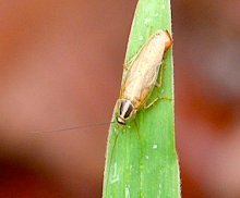 picture of malaysian forest cockroach