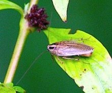 photo of native malaysian cockroach