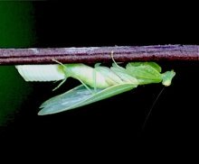 female mantis laying eggs on stem