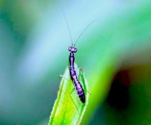 image of a nymph of a malaysian mantis