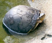 image of a malaysian terrapin