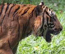 image of a malayan tiger