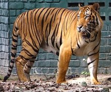 malayan tiger picture