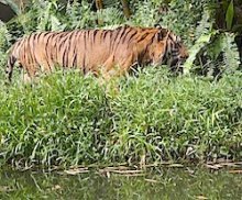 photo of malayan tiger near water