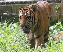photo of malayan tiger in zoo