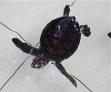 picture of a day-old green turtle hatchling