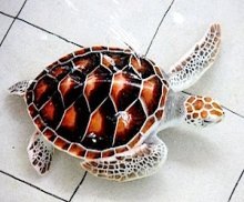 photo of a young green turtle in a pool