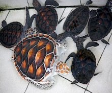 picture of young turtle and hatchlings