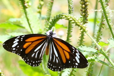 Black Veined Tiger butterfly with open wings