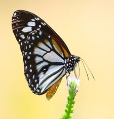 Black Veined Tiger butterfly of malaysia