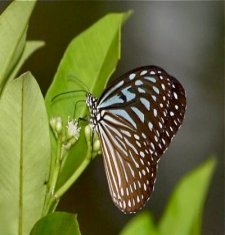 picture of Blue Glassy Tiger butterfly