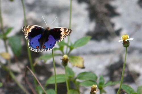 Blue Pansy butterfly