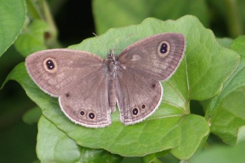 Common Bush Brown butterfly