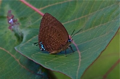 Centaur Oakblue butterfly picture