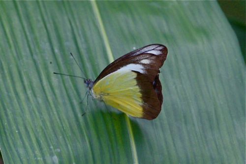 Chocolate Albatross butterfly of malaysia