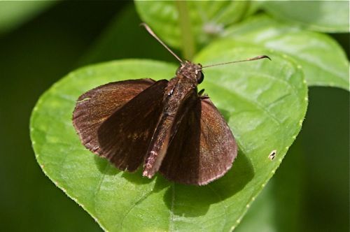 Chocolate Demon butterfly