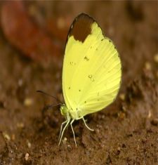 Chocolate Grass Yellow butterfly of Malaysia