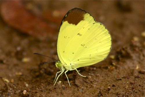 Chocolate Grass Yellow butterfly of Malaysia