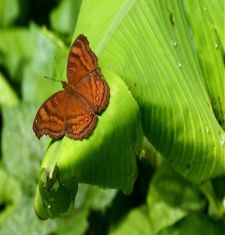 Chocolate Pansy butterfly of malaysia