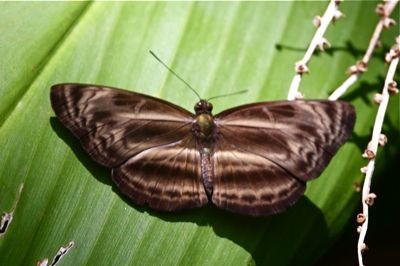  image of Chocolate Sailor butterfly