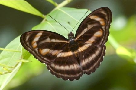 picture of Colour Sergeant butterfly in malaysia