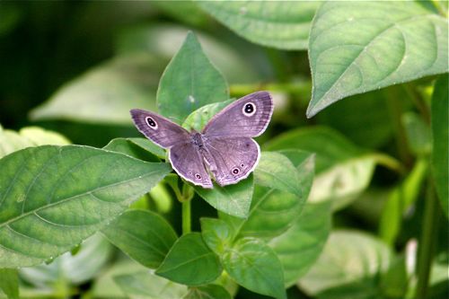 common five ring butterfly