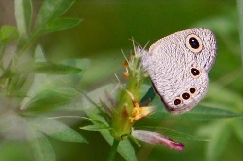 Common Four Ring butterfly picture