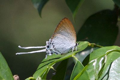 Common Imperial butterfly image