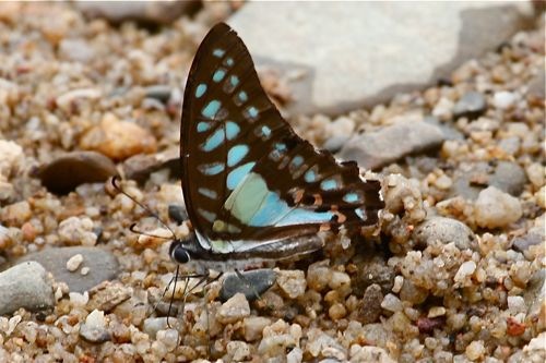 Common Jay butterfly image