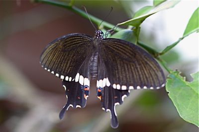 Common Mormon butterfly picture