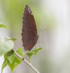 Common Palmfly butterfly