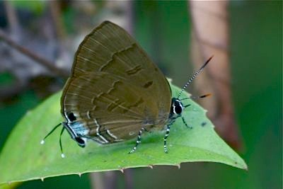 Copper Flash butterfly image