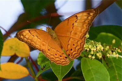 Cruiser butterfly image