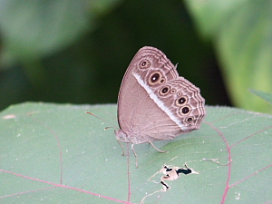 picture of Dark Brand Bush Brown butterfly