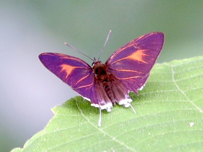 picture of Dark Posy butterfly with open wings