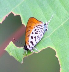  image of Dark Posy butterfly