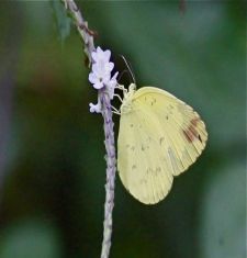 image of eurema-andersonii-andersonii