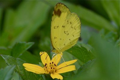 Eurema simulatrix tecmessa butterfly image